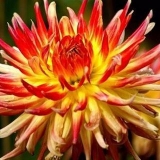 Kako dobiti posinke dalije (detaljne informacije)